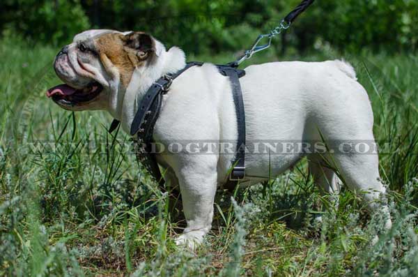 Adjustable Leather English Bulldog Harness