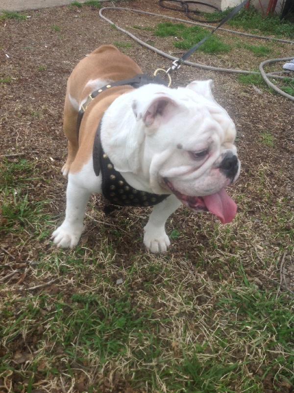 Training Leather English Bulldog Harness