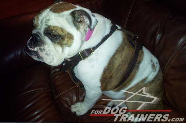 Quality Leather English Bulldog Harness
