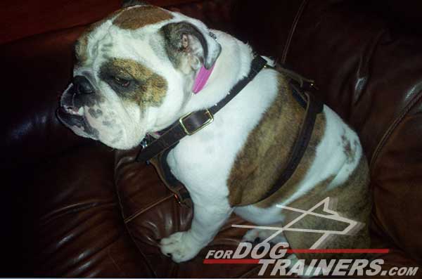 Quality Leather English Bulldog Harness