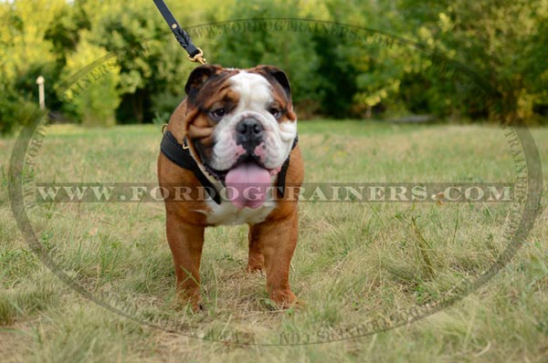 Pulling Leather English Bulldog Harness