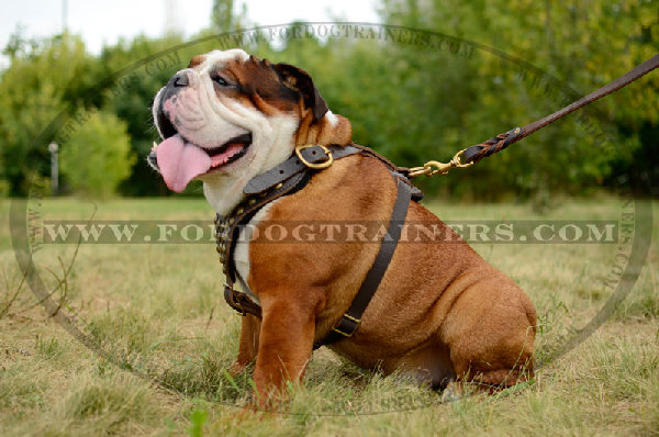 Leather English Bulldog Harness with studs