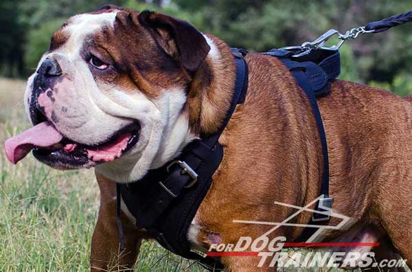 Padded Leather English Bulldog Harness