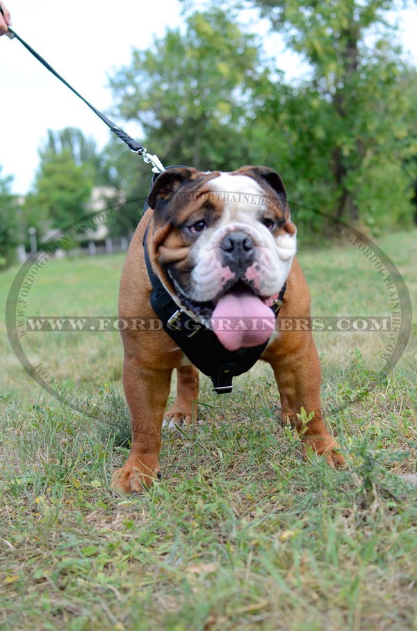 Adjustable Leather English Bulldog Harness