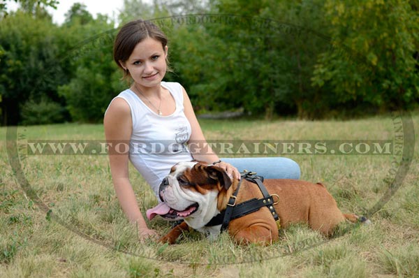 Strong Leather English Bulldog Harness