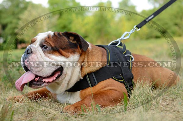 Nylon English Bulldog Harness with nickel hardware