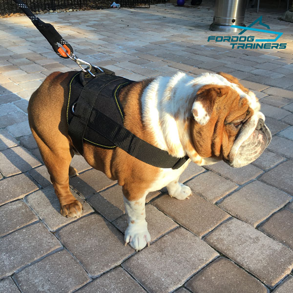 Lola English Bulldog Walking in Dog Harness of Waterproof Nylon