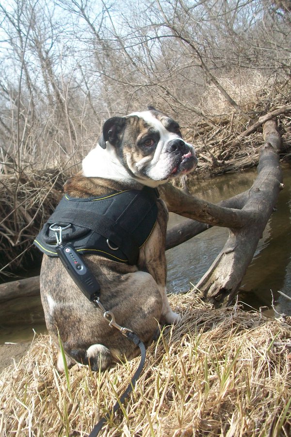 Tracking Nylon English Bulldog Harness
