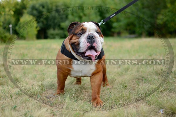 Nylon English Bulldog Harness for dog walking