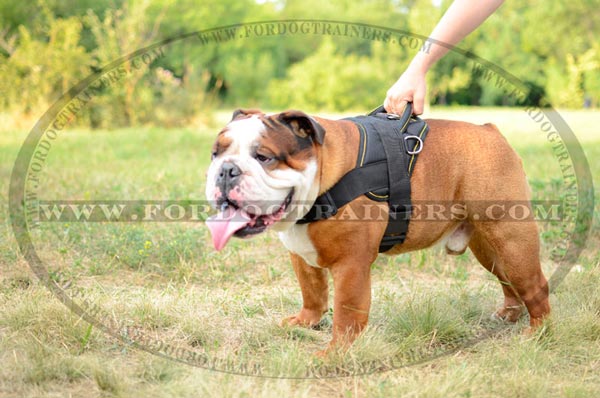 Multipurpose Nylon English Bulldog Harness for training activities