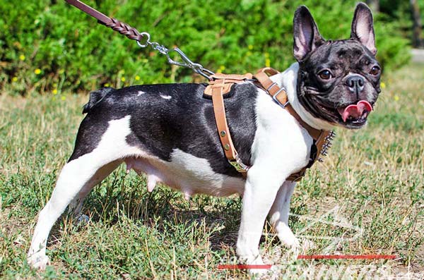 french bulldog leash