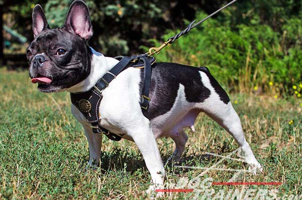 Easy Adjustable Black leather French Bulldog Harness