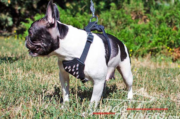 Walking Leather Harness for French Bulldogs