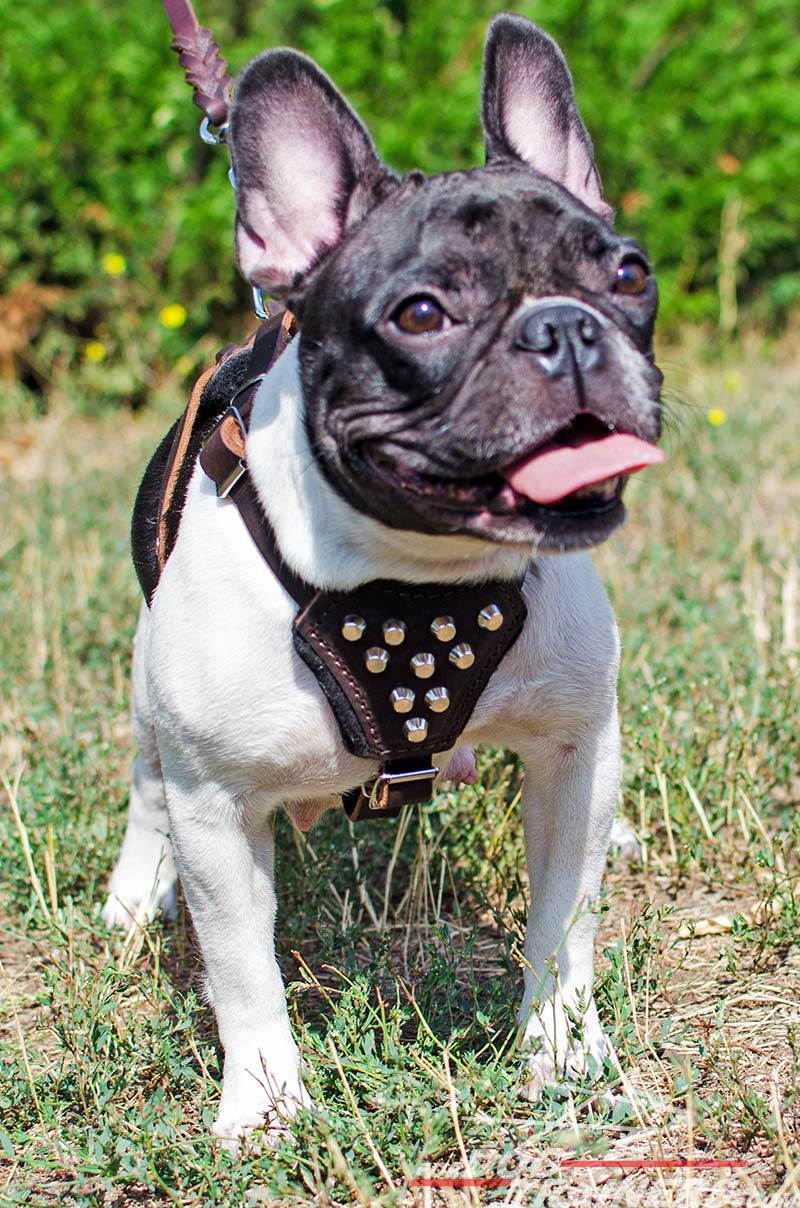 Order Studded Dog HarnessStylish Small Puppy Harness