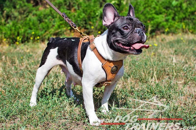 french bulldog harness