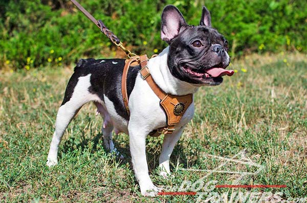 Royal Looking Leather French Bulldog Harness