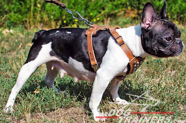 French Bulldog Fashionable Harness with Pyramids