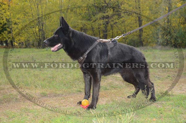 Adjustable Leather German Shepherd Harness Everyday Walking Training