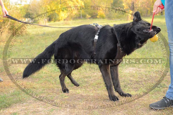 Walking German Shepherd Harness Leather Adjustable