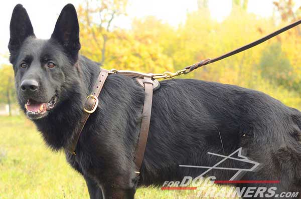 Leather Walking German Shepherd Harness Brass Fittings