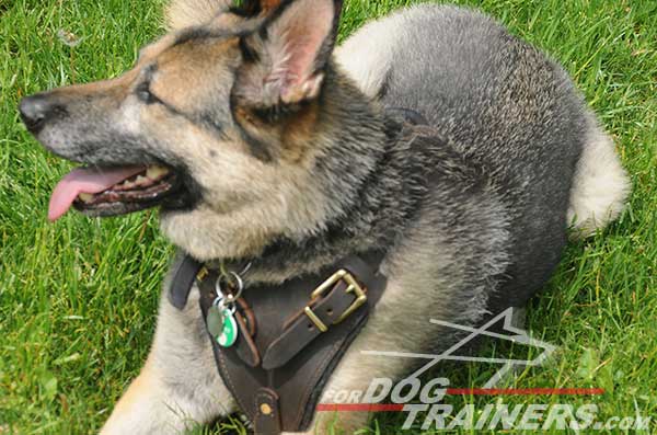 Felt Padded German Shepherd Harness Leather with Chest