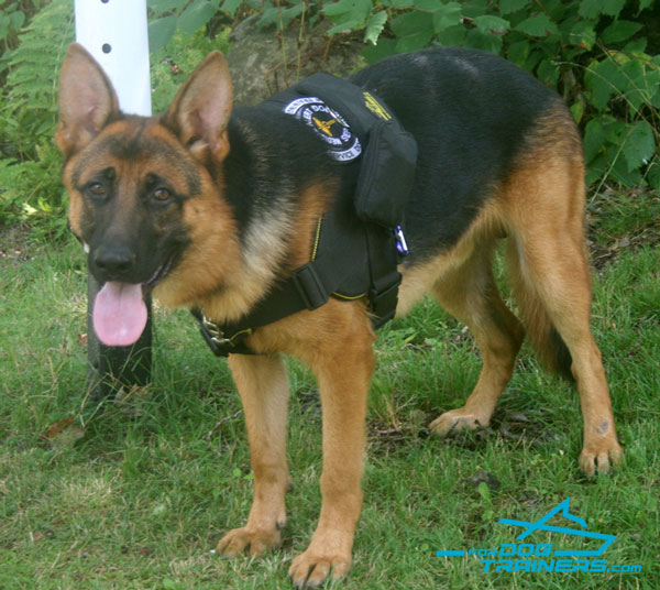 Koda German Shepherd Feels Great in Training Leather Harness