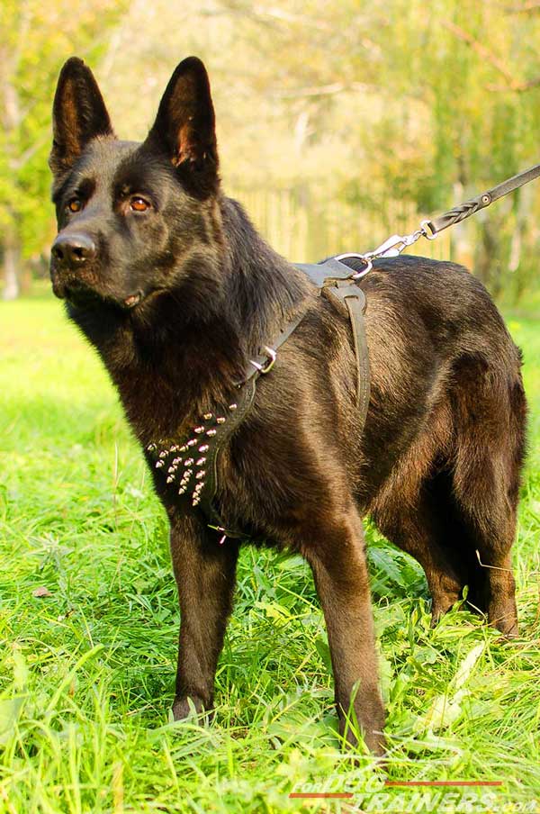 Stylish Leather German Shepherd Harness Nickel Spikes Decorated Chest