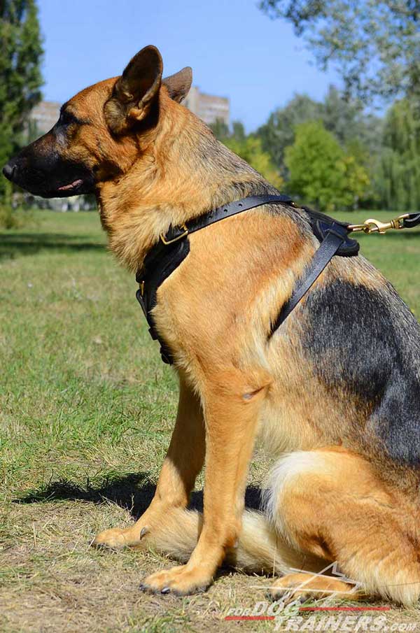 Padded Adjustable German Shepherd Harness Leather for Training