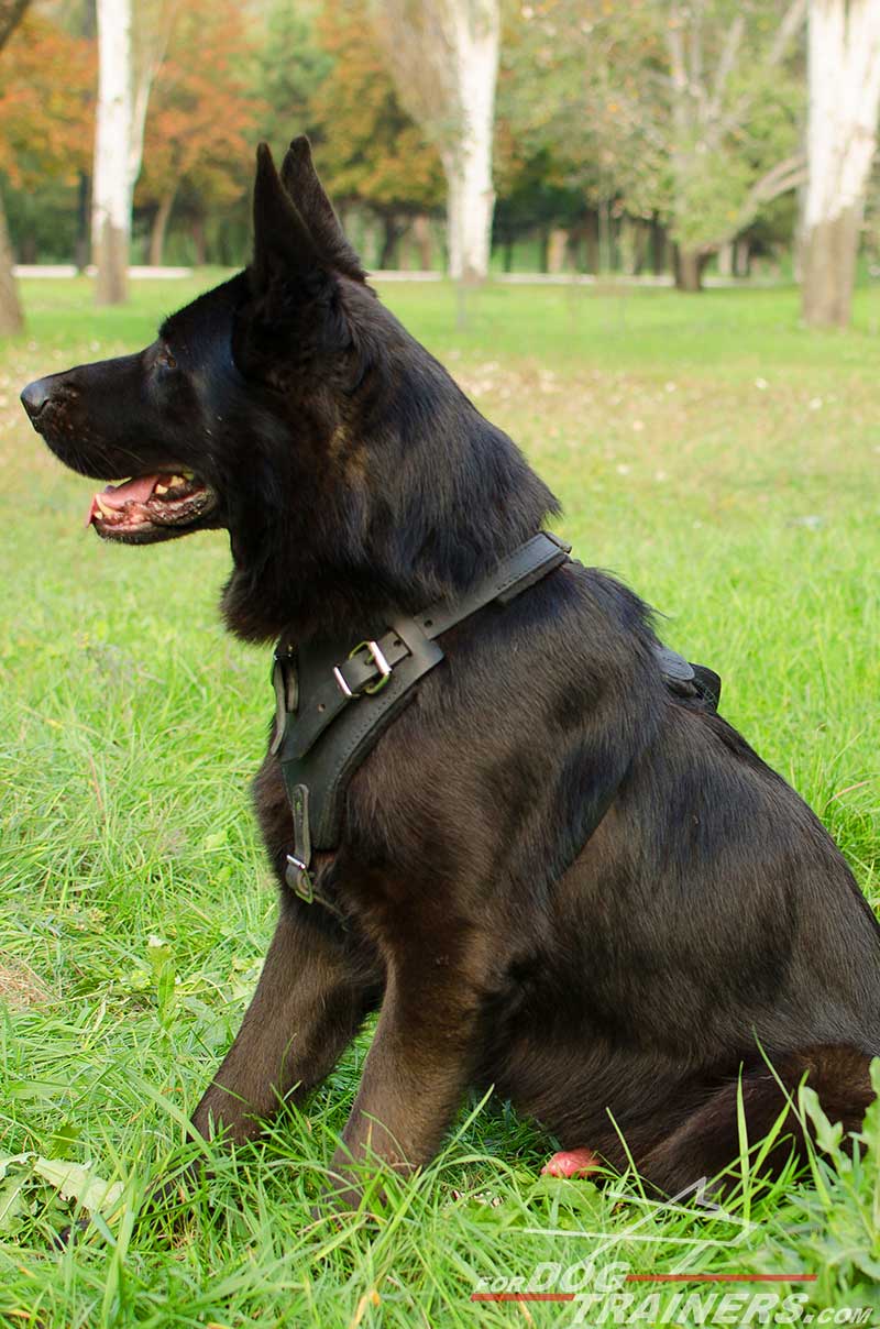 Buy Best Harness For Large Dogsgerman Shepherd Comfort Harness