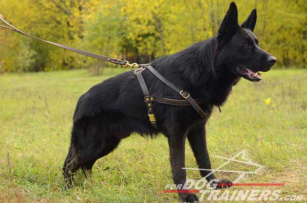 Leather German Shepherd Harness Pulling Brass Hardware