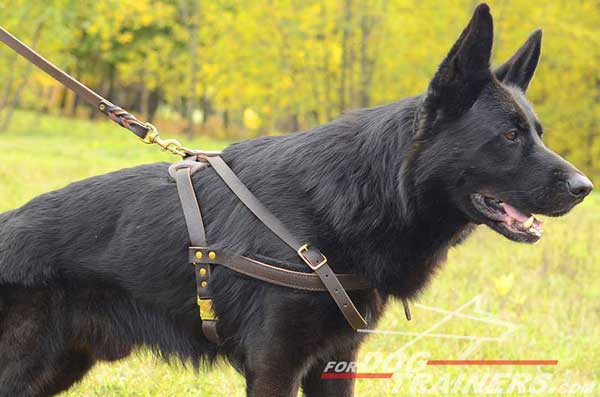 Leather Pulling German Shepherd Harness Quick Release Buckle