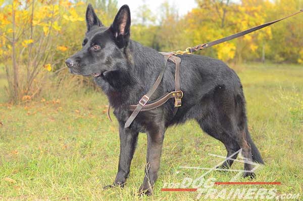 Reliable Pulling German Shepherd Harness Leather