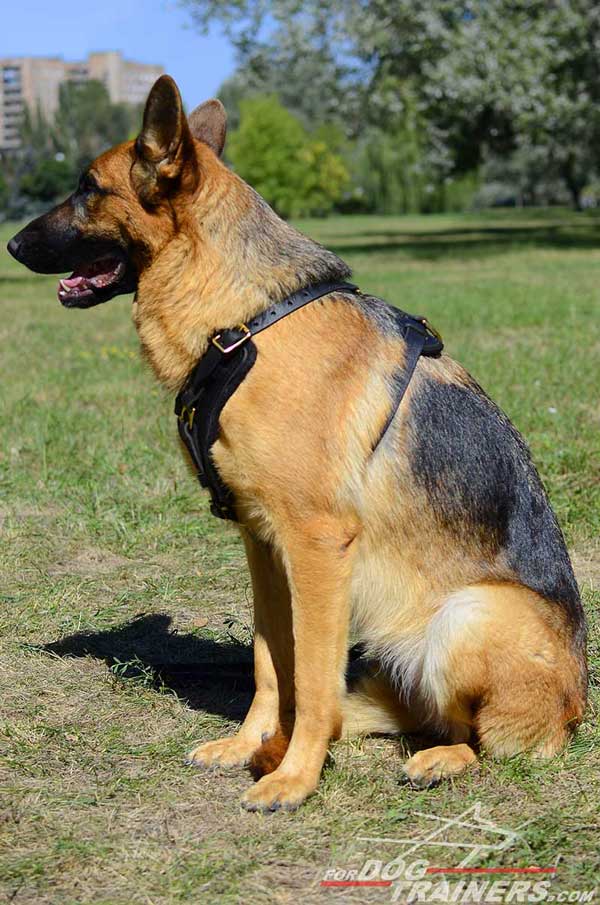 Intensive Training German Shepherd Harness Leather Adjustable Padded