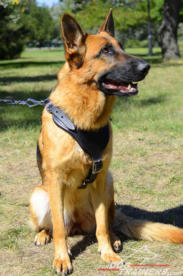 Training Leather German Shepherd Harness Adjustable Straps