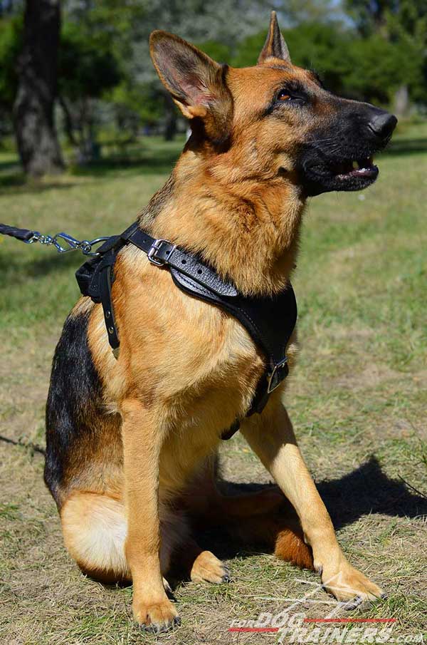 Attack Training German Shepherd Harness Leather Dog Supply