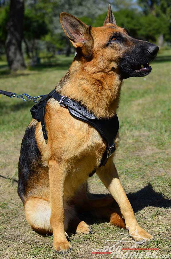 Attack Training German Shepherd Harness Leather Dog Supply
