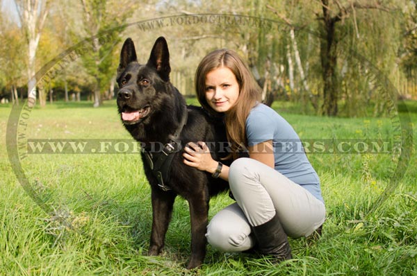 Training German Shepherd Harness Leather Padded Chest