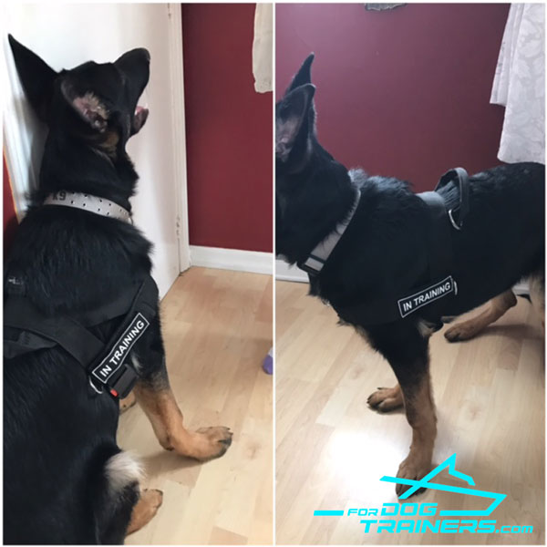 No-pull Nylon German Shepherd Harness for Strong Loki 