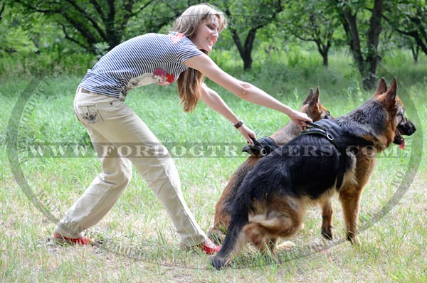 Training German Shepherd Nylon Harness for Pulling with Handle