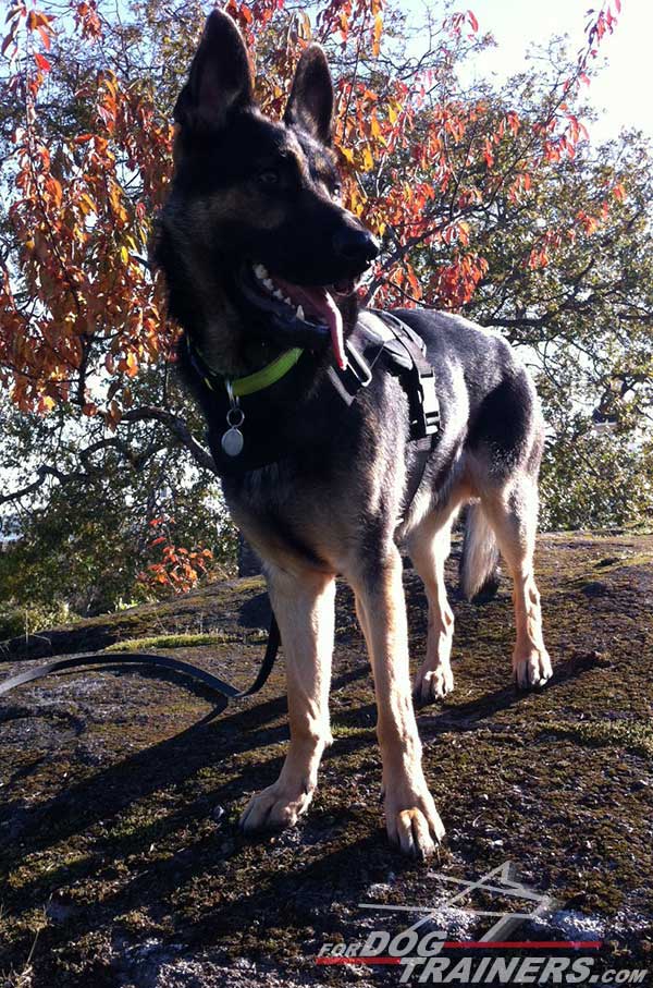 All-Weather German Shepherd Harness Nylon Training Dog Gear