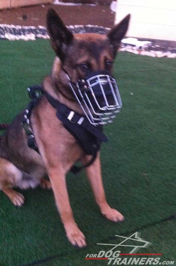 Training German Shepherd Harness and Muzzle