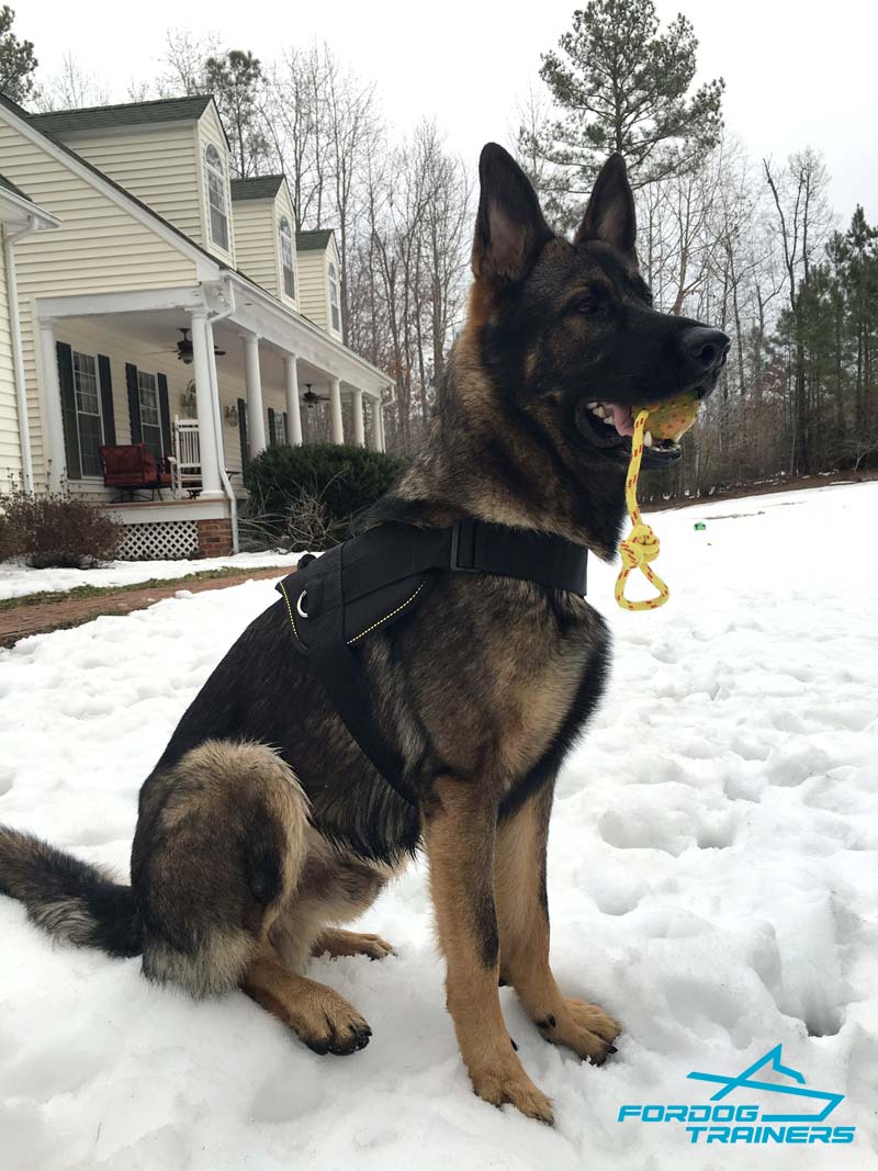 German shepherd car harness shop