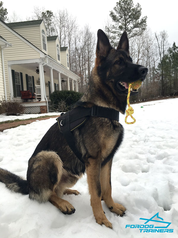 Lightweight Nylon German Shepherd Harness with Comfy Handle