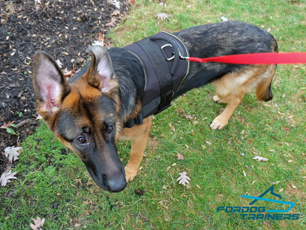 Nylon German Shepherd Harness with Strong D-ring for Leash Attaching