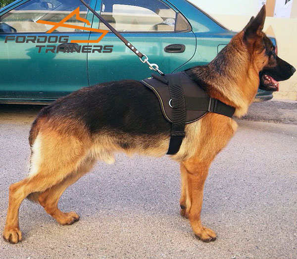 Cooper Duriong Daily Walks in Nylon German Shepherd Harness