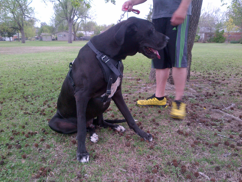 Attack / agitation training leather Great Dane harness