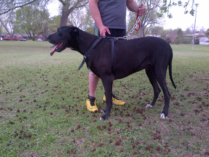 Training harness for Titan Great Dane