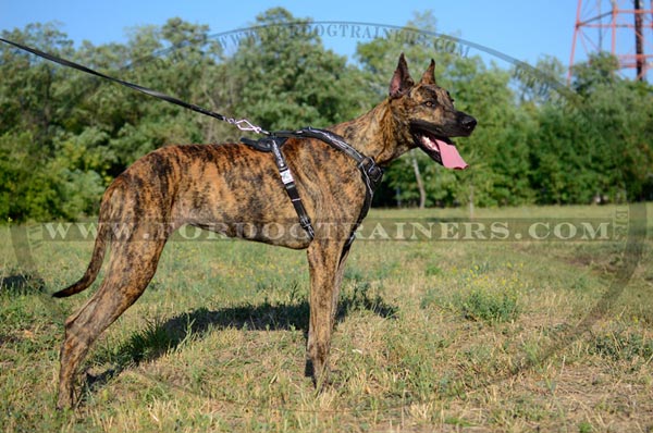 Great Dane Leather Dog Harness for Attack Work