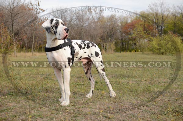 Nylon pulling Great Dane harness with extra D-rings for cargo attachment