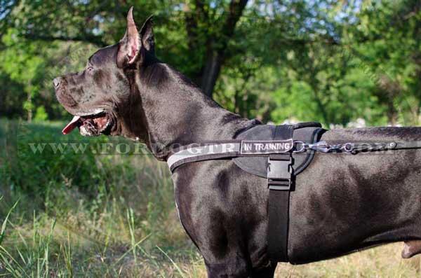 Pulling and Tracking Nylon Harness for Great Danes